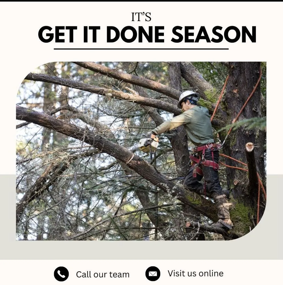 Top-rated yard maintenance in Spotsylvania Courthouse, VA - Gorilla Tree Service