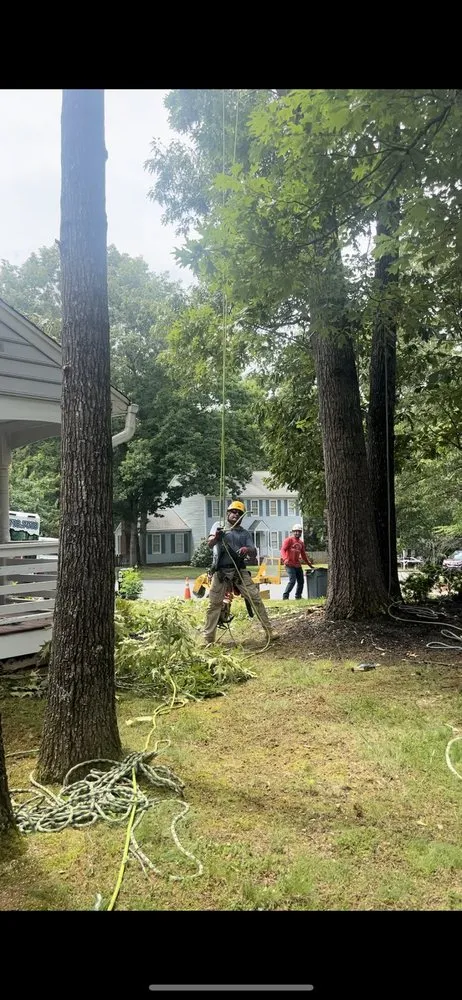 Custom lawn mowing service in Spotsylvania Courthouse, VA - Gorilla Tree Service