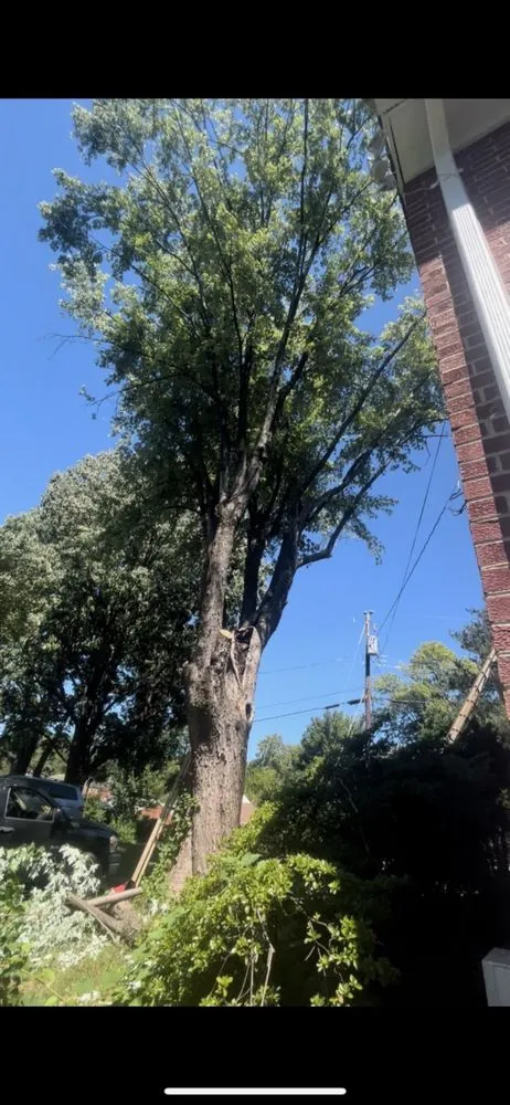 Local yard maintenance for homes in Spotsylvania Courthouse, VA by Gorilla Tree Service