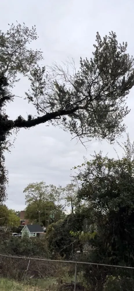 Reliable garden landscaping in Spotsylvania Courthouse, VA - Gorilla Tree Service