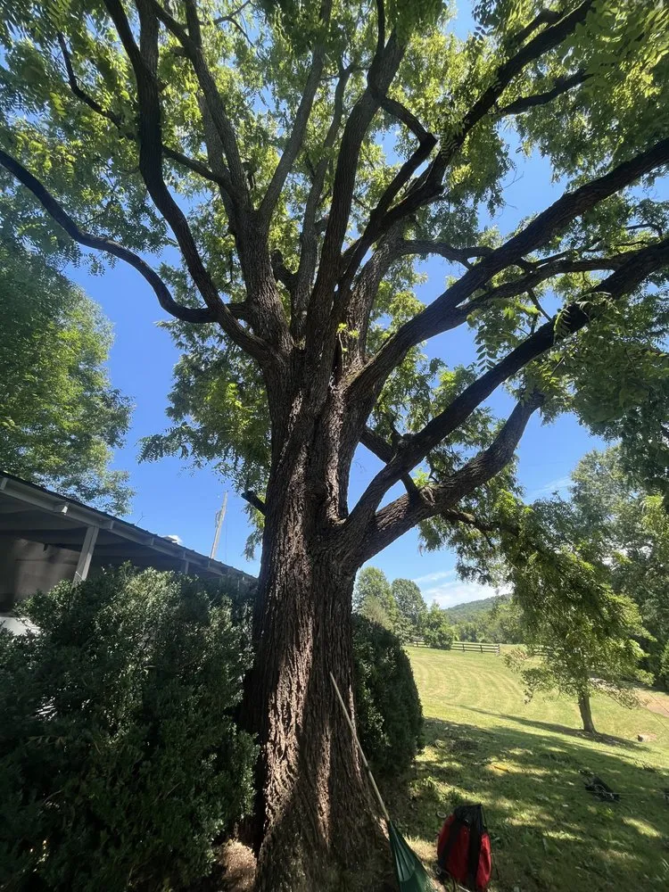 Top-rated lawn care service in Spotsylvania Courthouse, VA - Gorilla Tree Service