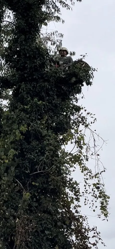 Reliable landscape installation for homes in Spotsylvania Courthouse, VA by Gorilla Tree Service