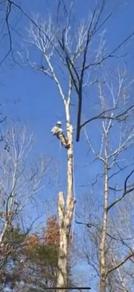 Custom outdoor landscaping with custom design across Spotsylvania Courthouse, VA - Gorilla Tree Service