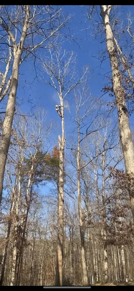 Reliable landscaping services for beautiful yards across Spotsylvania Courthouse, VA - Gorilla Tree Service