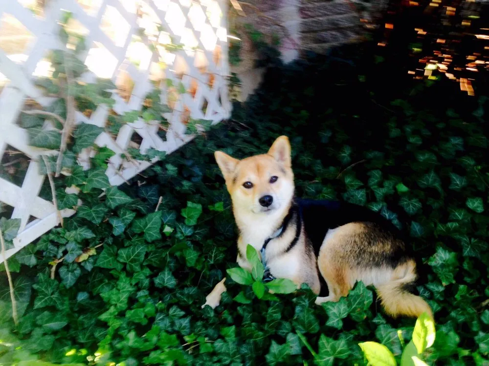 Professional yard maintenance in Buffalo, NY - Gorski Landscape Services