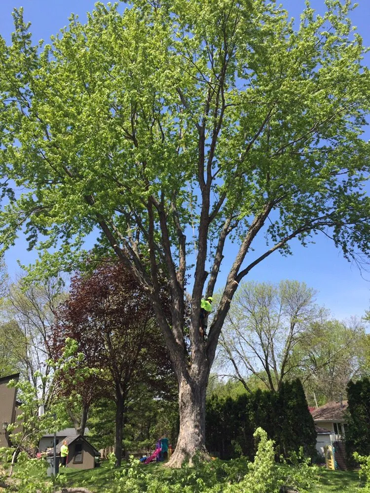 Top-rated landscaping services for beautiful yards across New Brighton, MN - Gosiak Tree Service