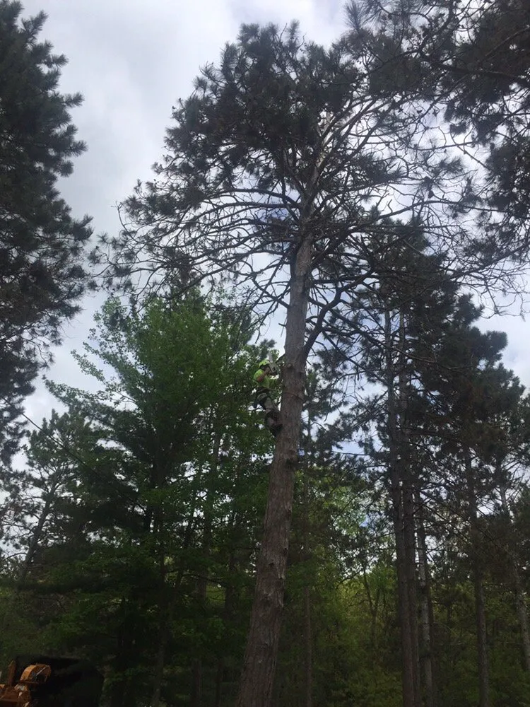 Professional landscape installation with custom design in New Brighton, MN by Gosiak Tree Service