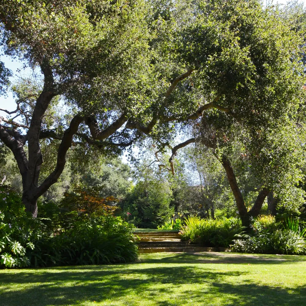 Professional lawn care service in Santa Barbara, CA by Gosnell Tree & Landscape