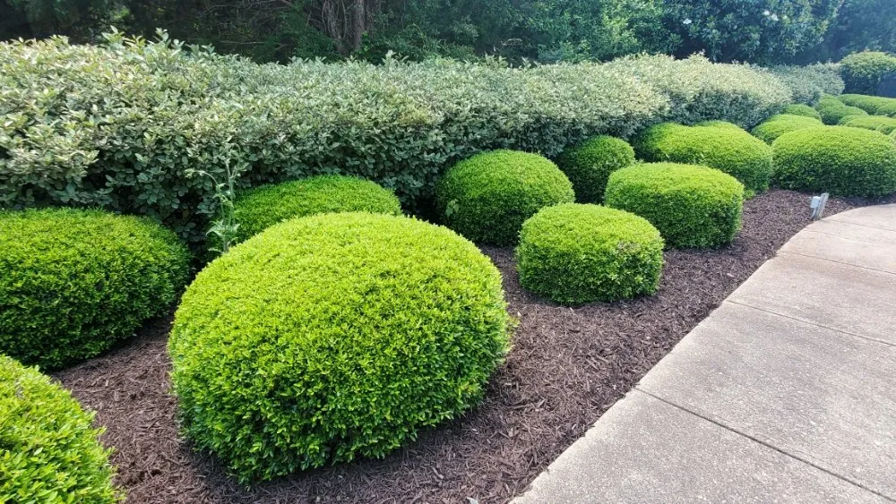 Affordable landscaping services in Norcross, GA - Got Mulch