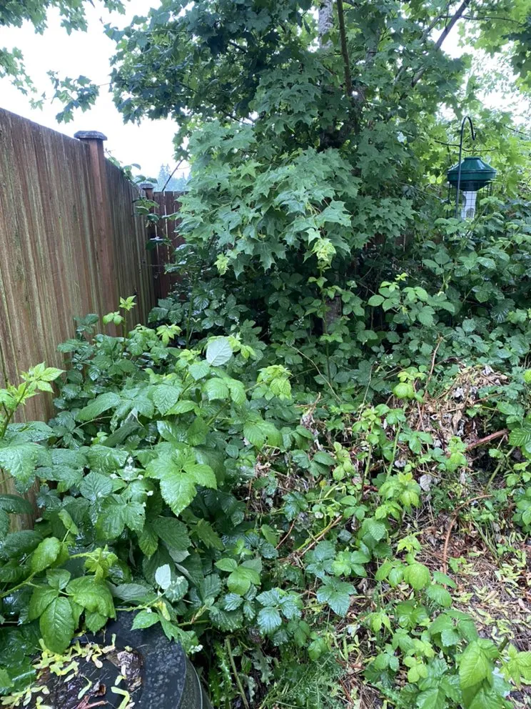 Trusted landscape design in Marysville, WA by Got Yard