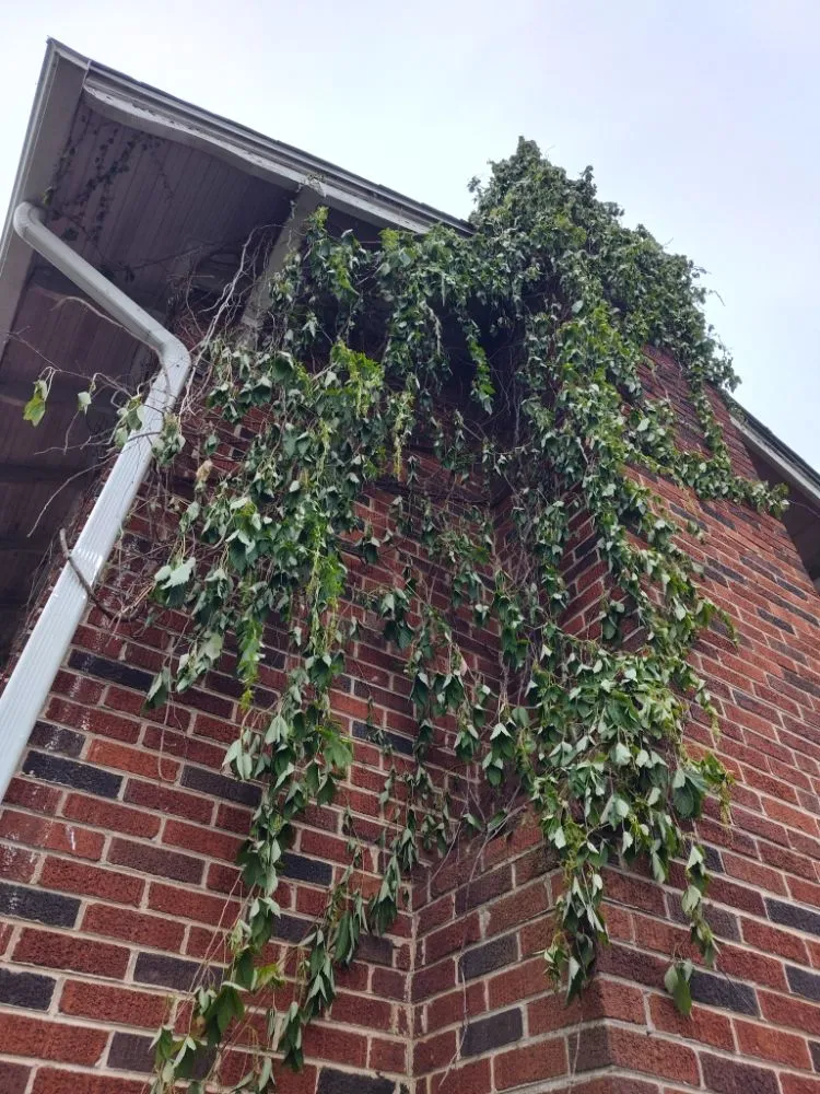 Reliable yard maintenance in Roanoke, VA - Got Your Back 101