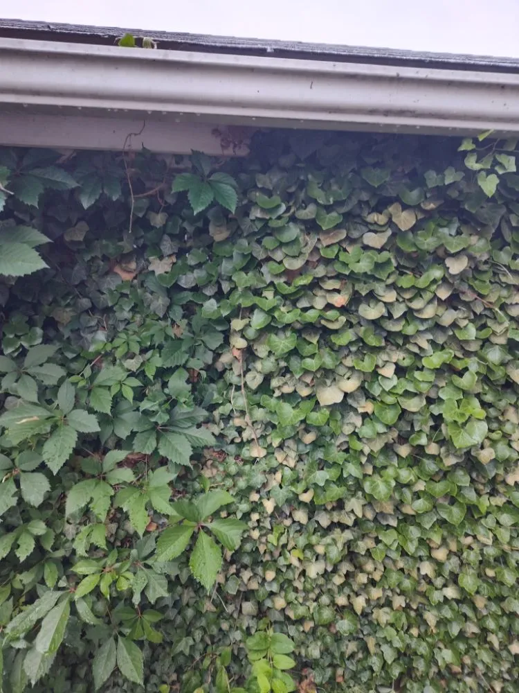 Affordable outdoor landscaping in Roanoke, VA by Got Your Back 101