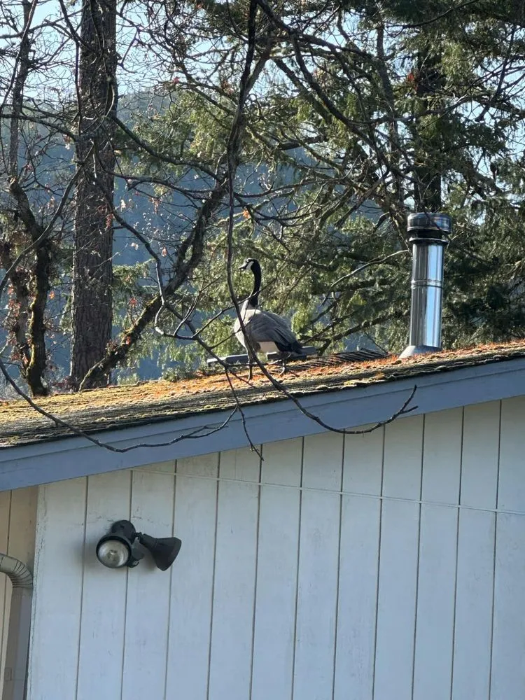 Local lawn care service for year-round maintenance across White City, OR - Gotcha Landscape Maintenance