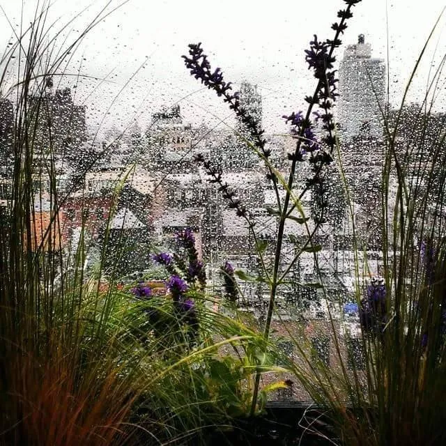 Expert lawn mowing service experts serving Brooklyn, NY - Gotham Gardens NYC