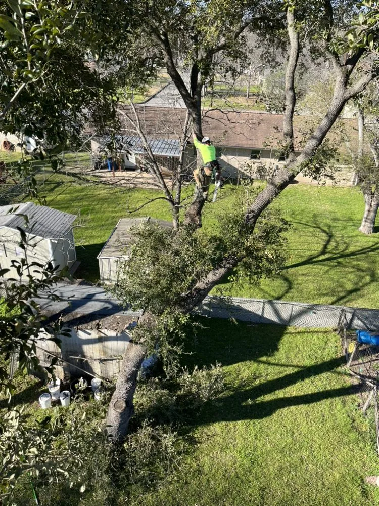 Top-rated lawn care service in San Antonio, TX - Gotham Tree Service