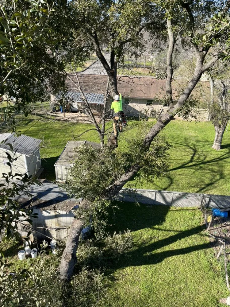 Trusted landscape design for outdoor upgrades in San Antonio, TX by Gotham Tree Service