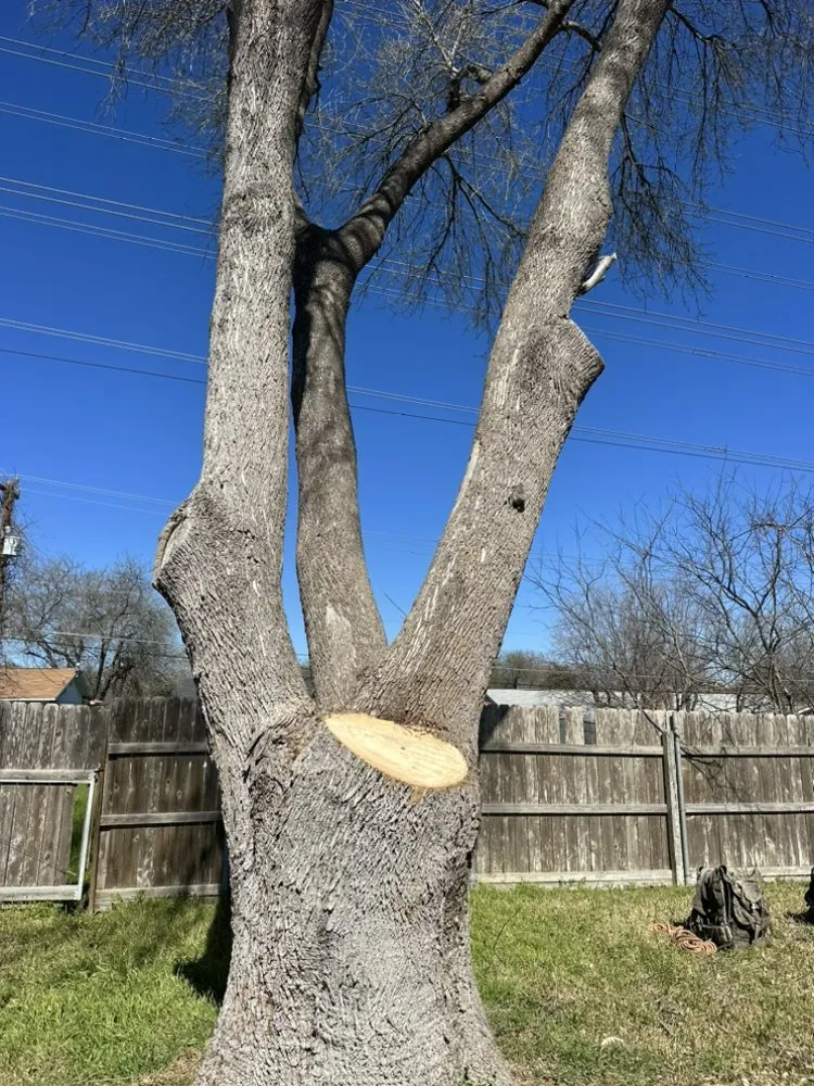 Trusted landscape installation in San Antonio, TX - Gotham Tree Service