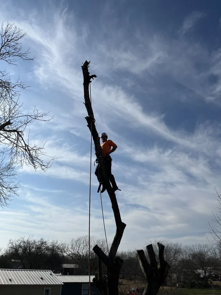 Custom landscape installation in San Antonio, TX by Gotham Tree Service
