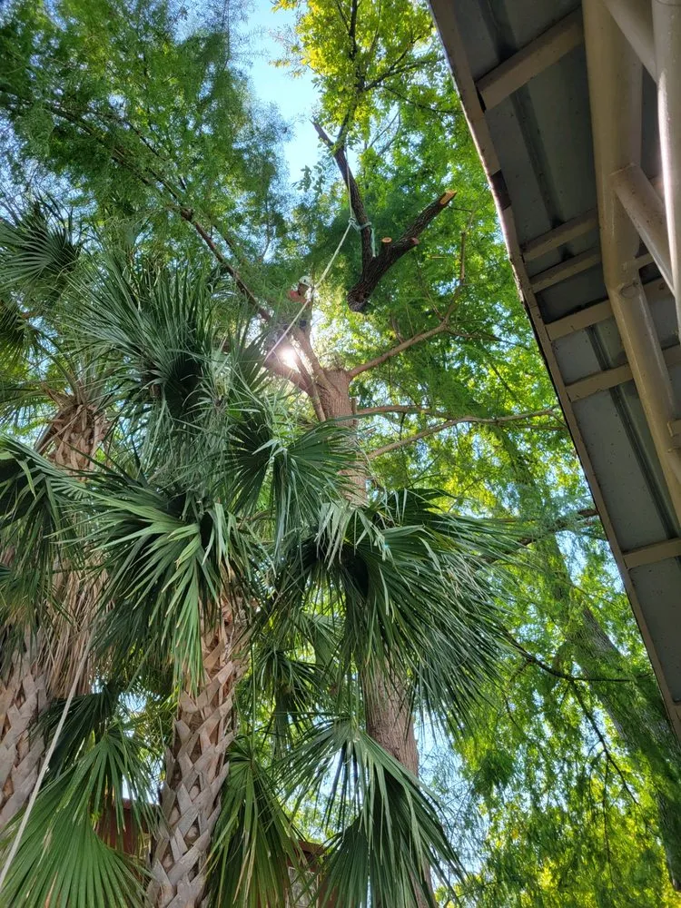 Top-rated yard maintenance in San Antonio, TX by Gotham Tree Service