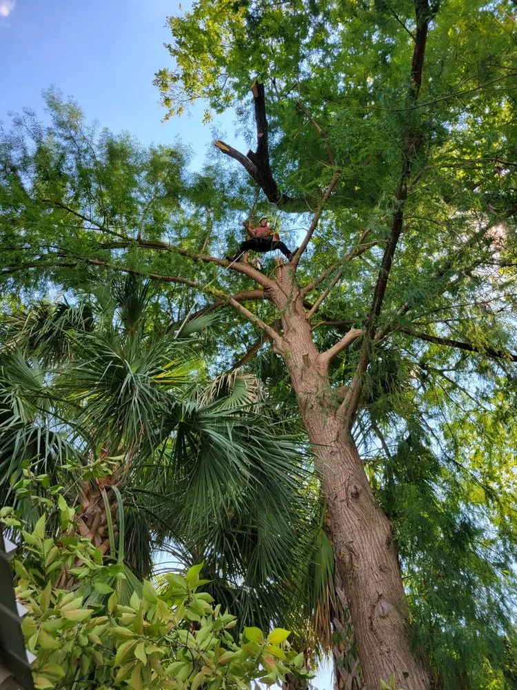 Expert yard cleanup service experts serving San Antonio, TX - Gotham Tree Service