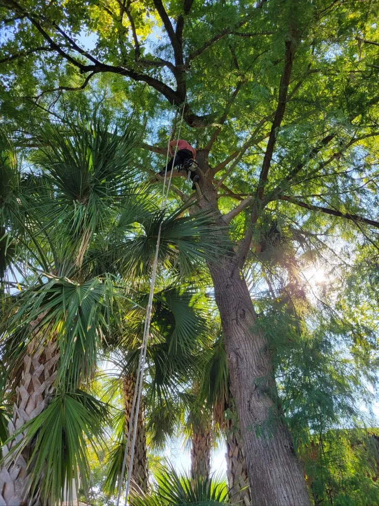 Trusted lawn mowing service in San Antonio, TX by Gotham Tree Service