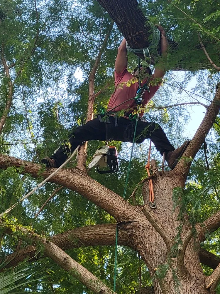 Top-rated residential landscaping for homes in San Antonio, TX by Gotham Tree Service