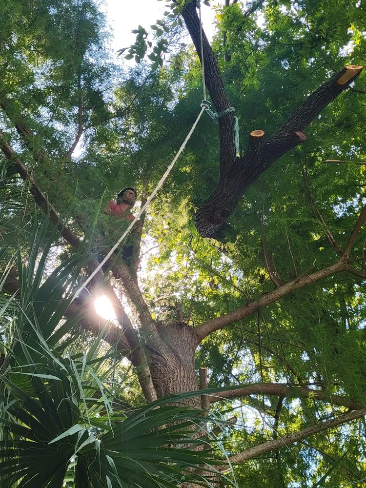 Professional landscape design with custom design in San Antonio, TX by Gotham Tree Service