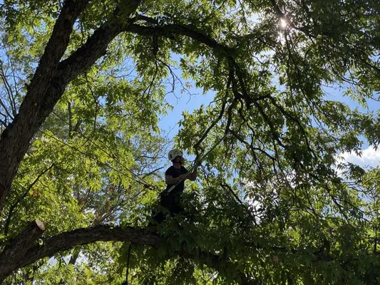 Gotham Tree Service Logo