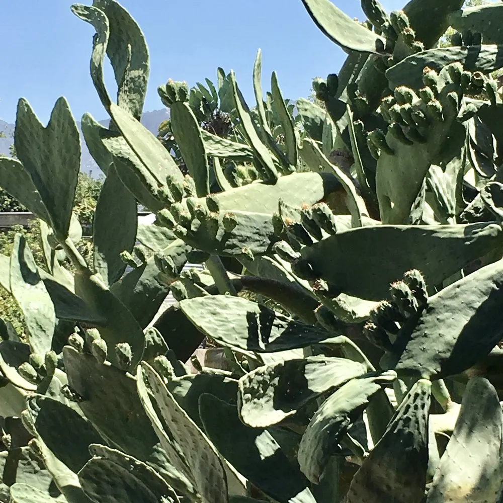 Expert yard maintenance experts serving Santa Clarita, CA - Gothic Grounds Management