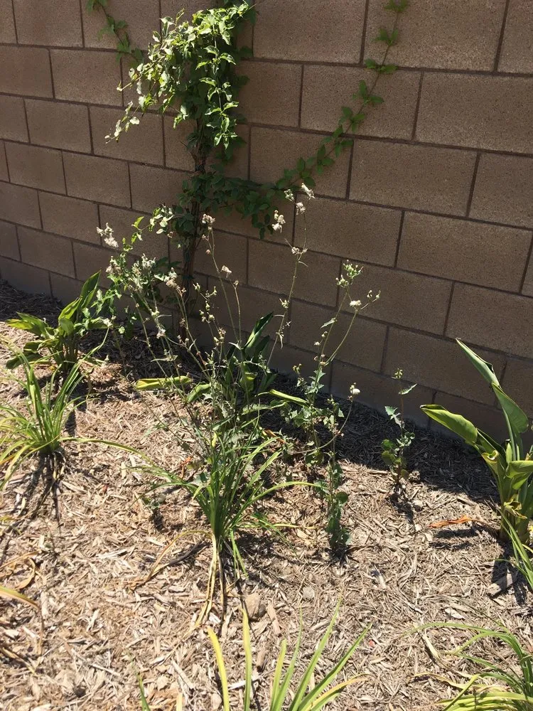 Custom residential landscaping for homes across Santa Clarita, CA - Gothic Grounds Management