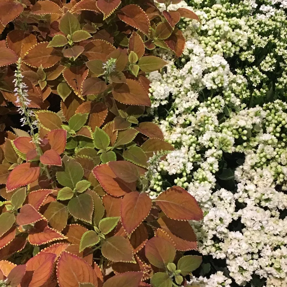 Professional garden landscaping experts serving Santa Clarita, CA - Gothic Grounds Management