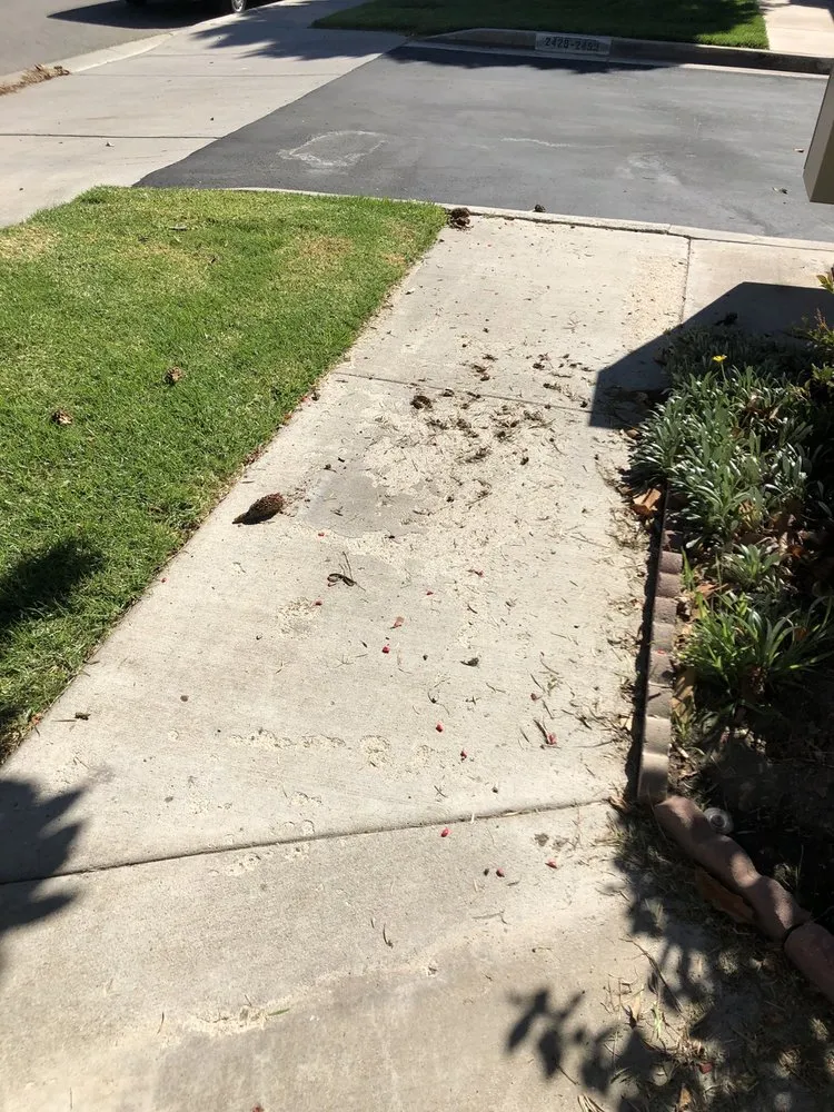 Trusted yard cleanup service in Santa Clarita, CA by Gothic Grounds Management