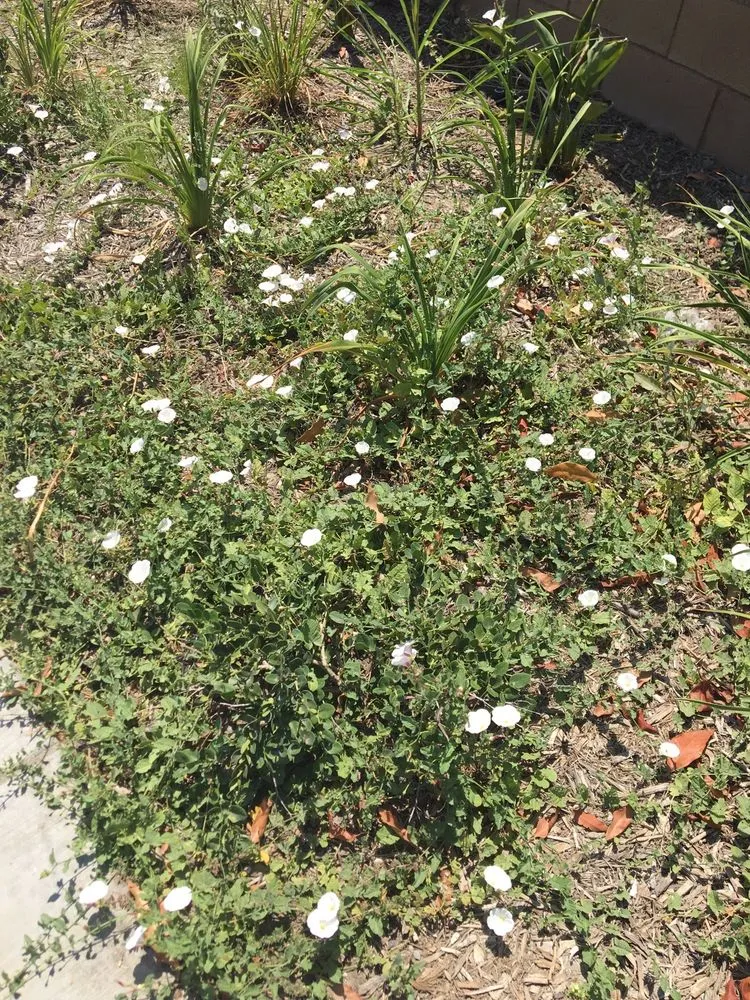 Professional garden landscaping in Santa Clarita, CA by Gothic Grounds Management