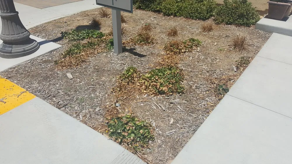 Affordable yard maintenance experts serving Santa Clarita, CA - Gothic Grounds Management