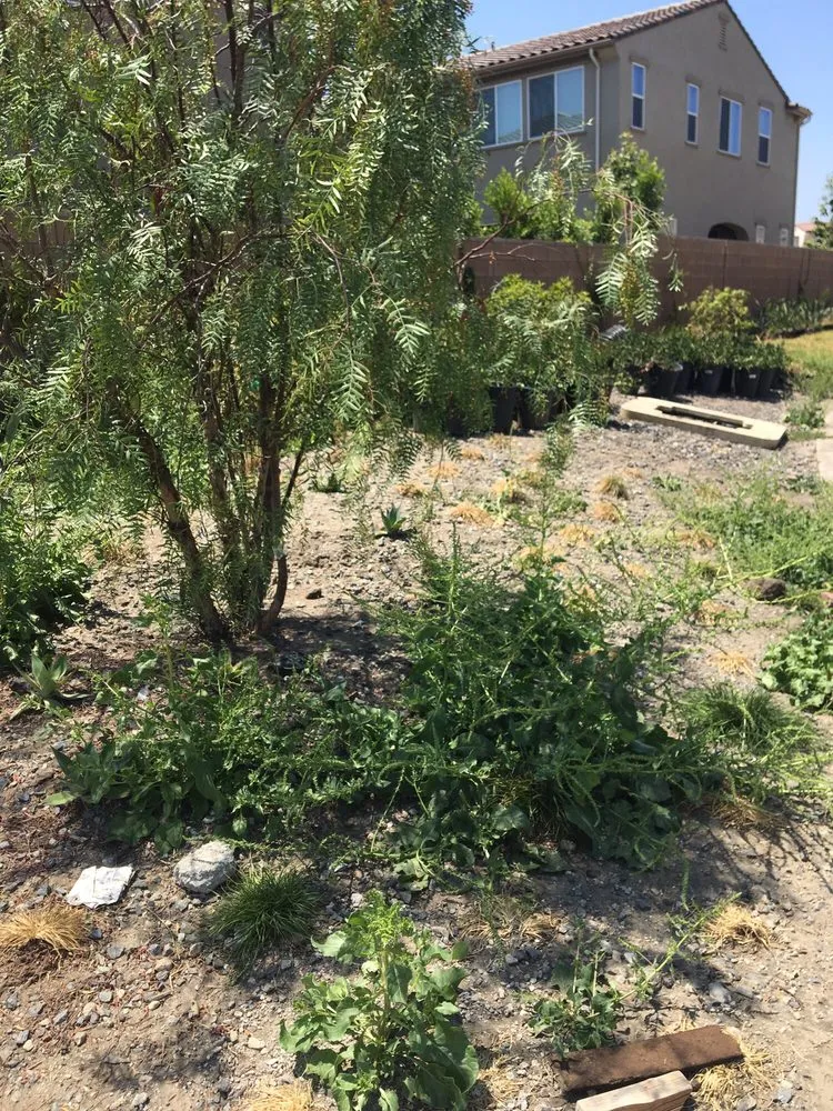 Affordable garden landscaping in Santa Clarita, CA by Gothic Grounds Management