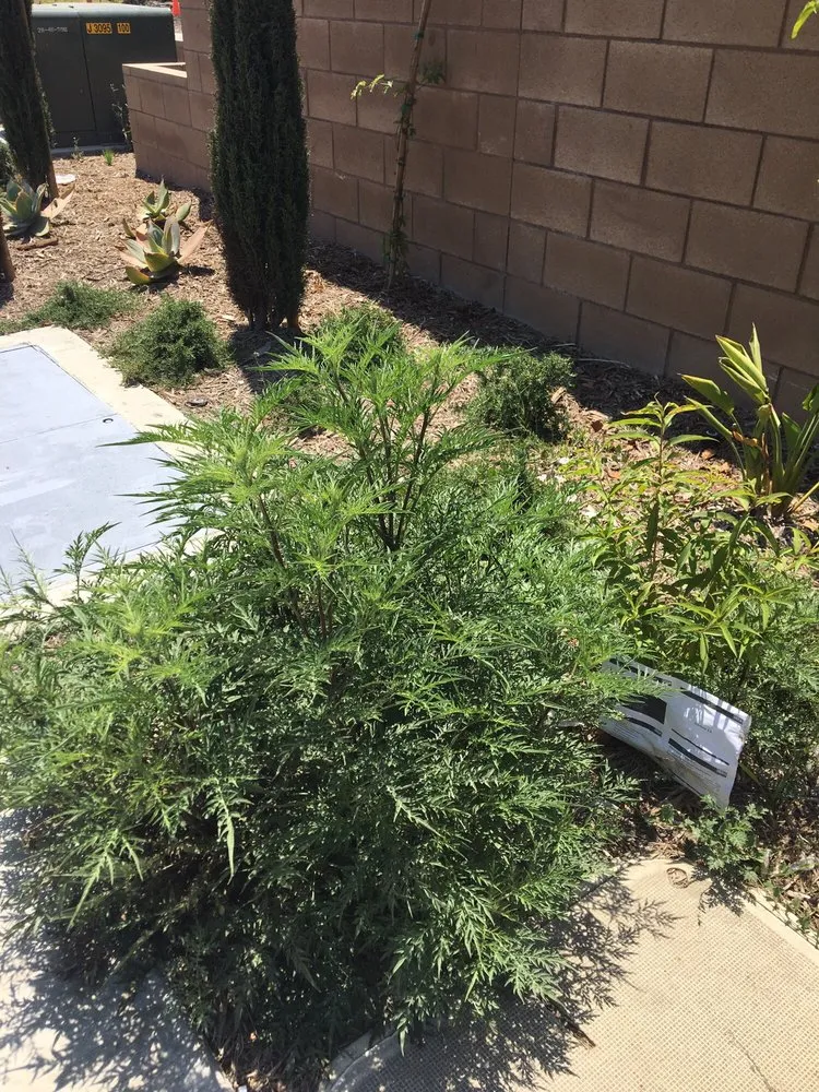 Affordable lawn mowing service for residential properties in Riverside, CA by Gothic Landscape