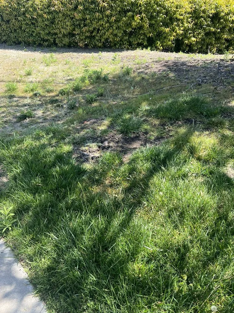 Local lawn care service for homes in Riverside, CA by Gothic Landscape