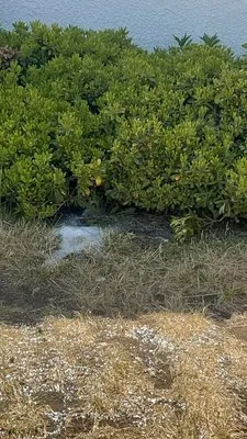 Gothic Landscape Logo