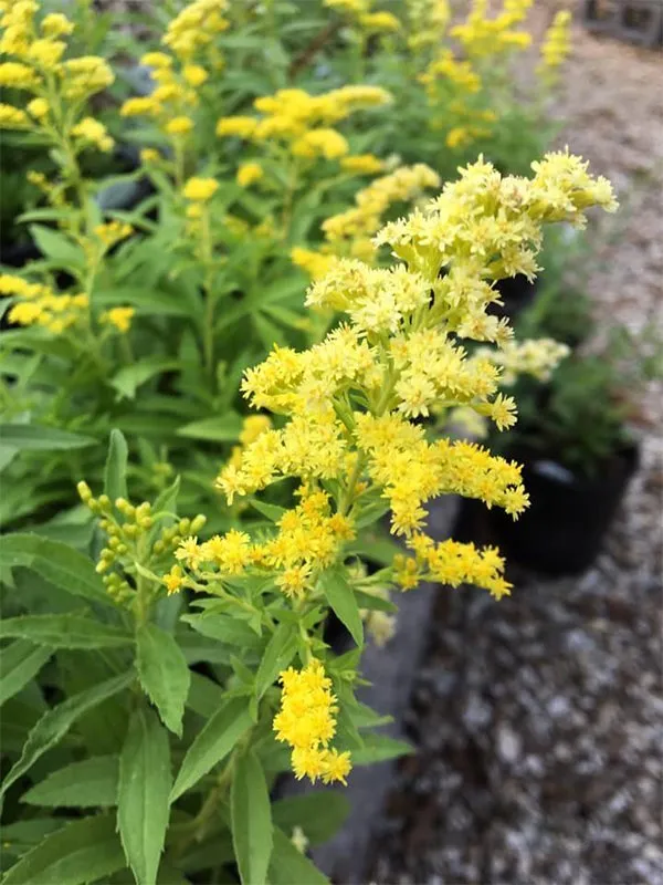 Top-rated garden landscaping for beautiful yards in Winfield, KS by Gottlob Lawn & Landscape