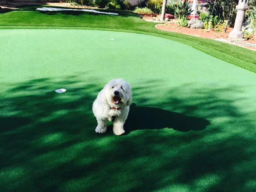 Top-rated yard maintenance experts serving Oceanside, CA - GoTurf Direct