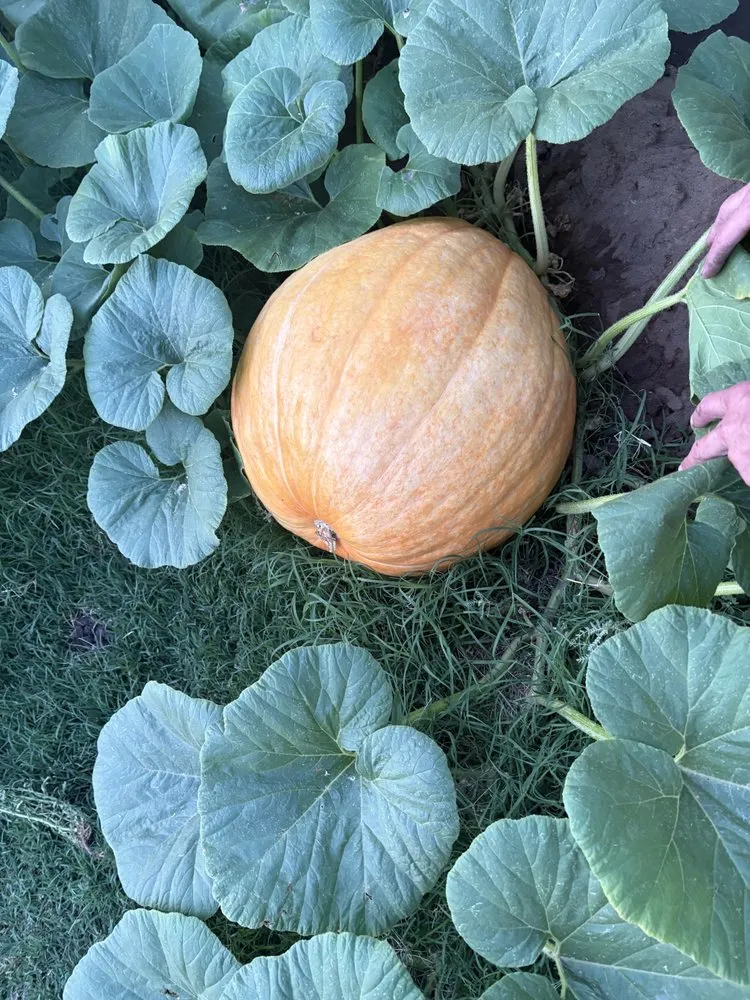 Top-rated yard cleanup service for outdoor upgrades across Fresno, CA - Gover Green Landscaping