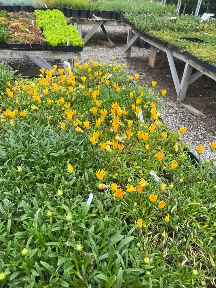 Expert outdoor landscaping experts serving Oceanside, CA - GP Landscape & Maintenance