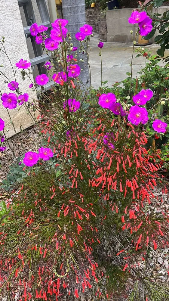 Reliable outdoor landscaping for outdoor upgrades in Oceanside, CA by GP Landscape & Maintenance