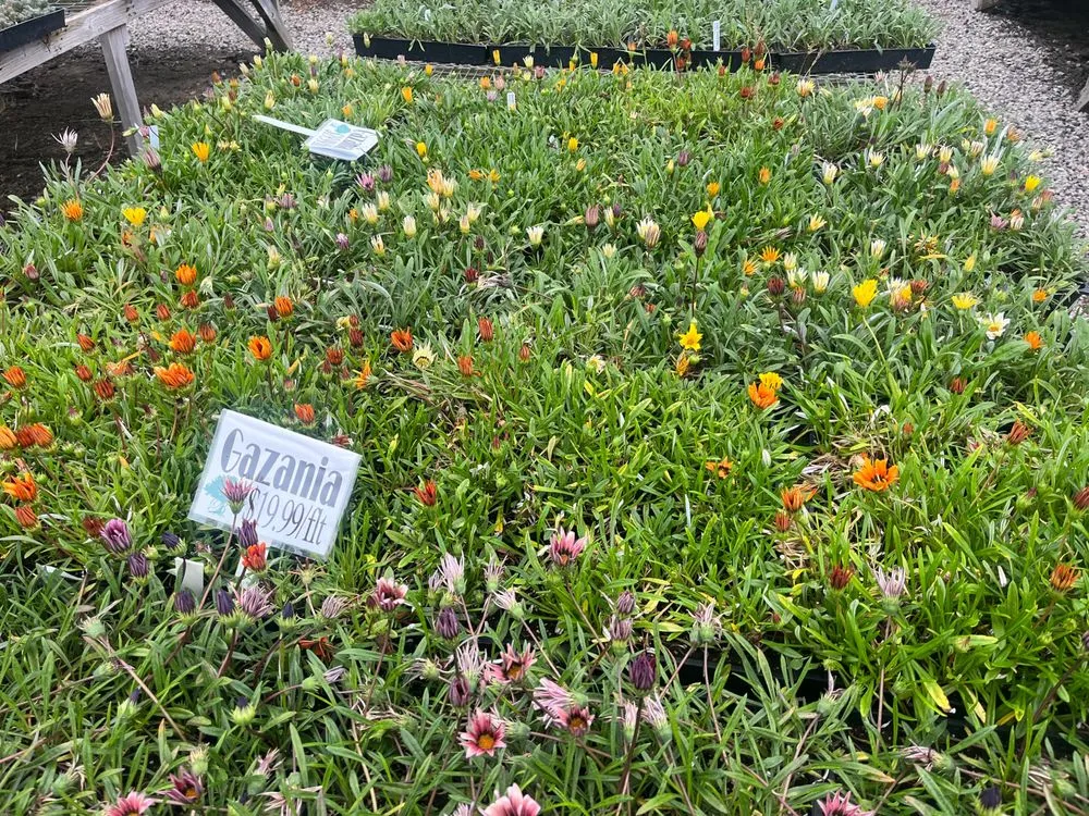 Professional landscape design near you across Oceanside, CA - GP Landscape & Maintenance