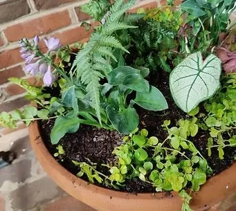 Professional landscape design for year-round maintenance across Chamblee, GA - GP Landscape