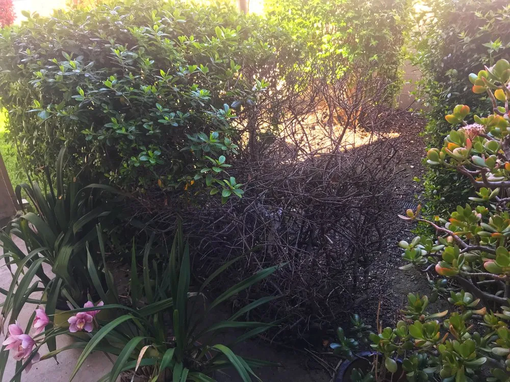 Trusted lawn care service experts serving Sacramento, CA - GP Landscape