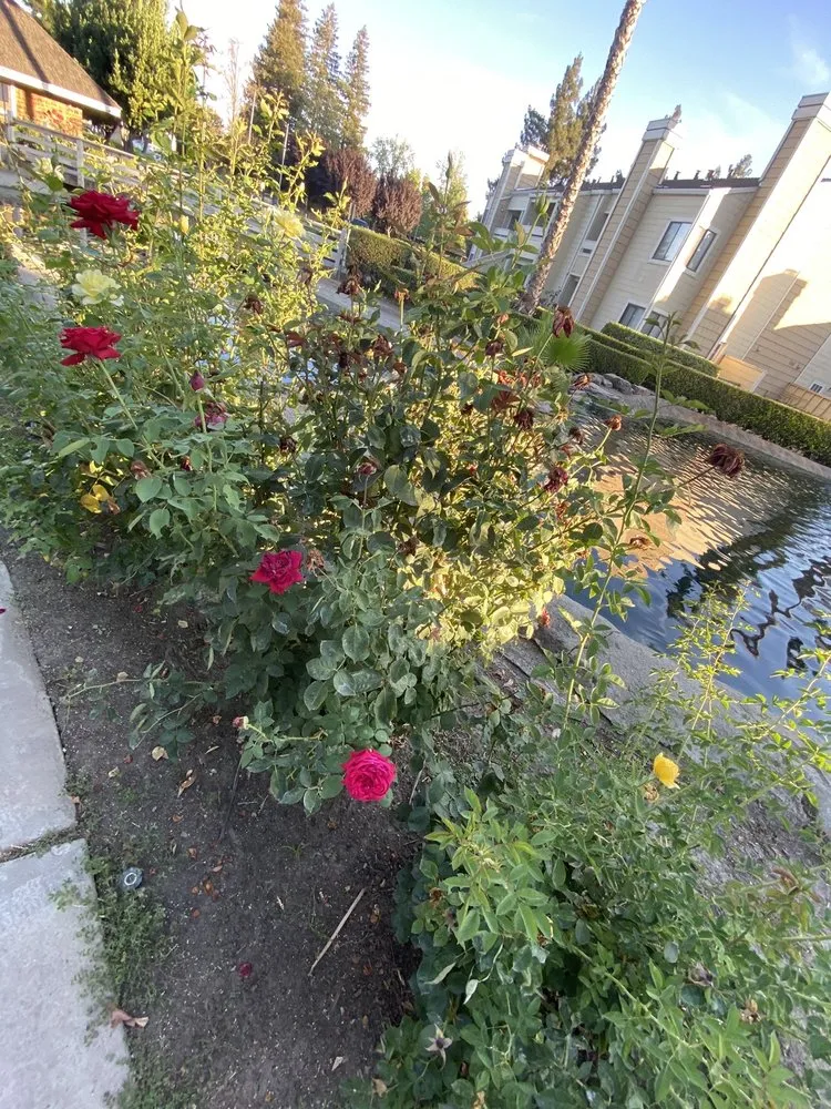 Trusted yard maintenance experts serving Sacramento, CA - GP Landscape
