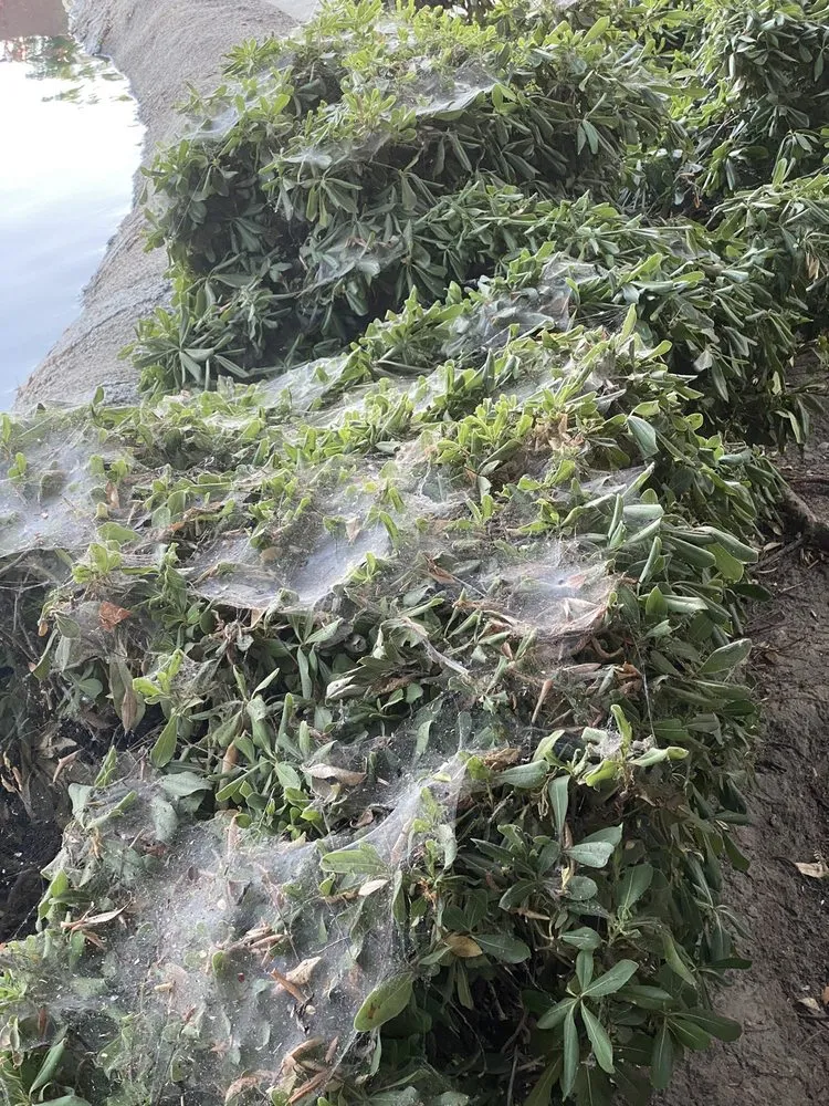 Affordable residential landscaping experts serving Sacramento, CA - GP Landscape