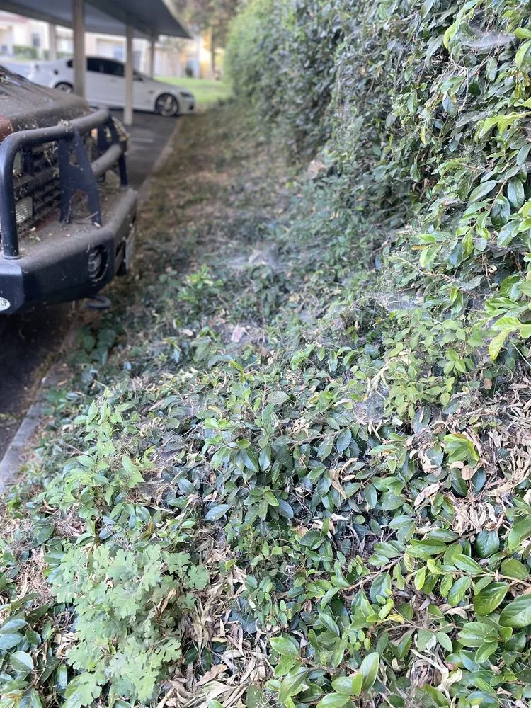 Professional yard cleanup service in Sacramento, CA by GP Landscape