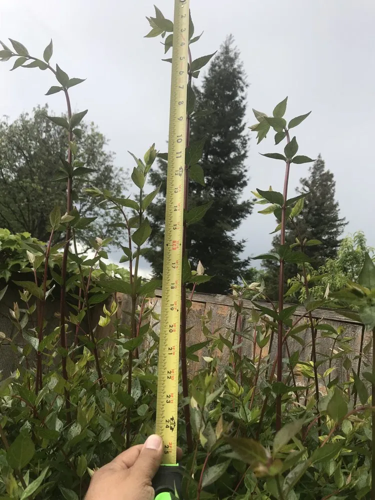 Reliable outdoor landscaping for residential properties in Sacramento, CA by GP Landscape